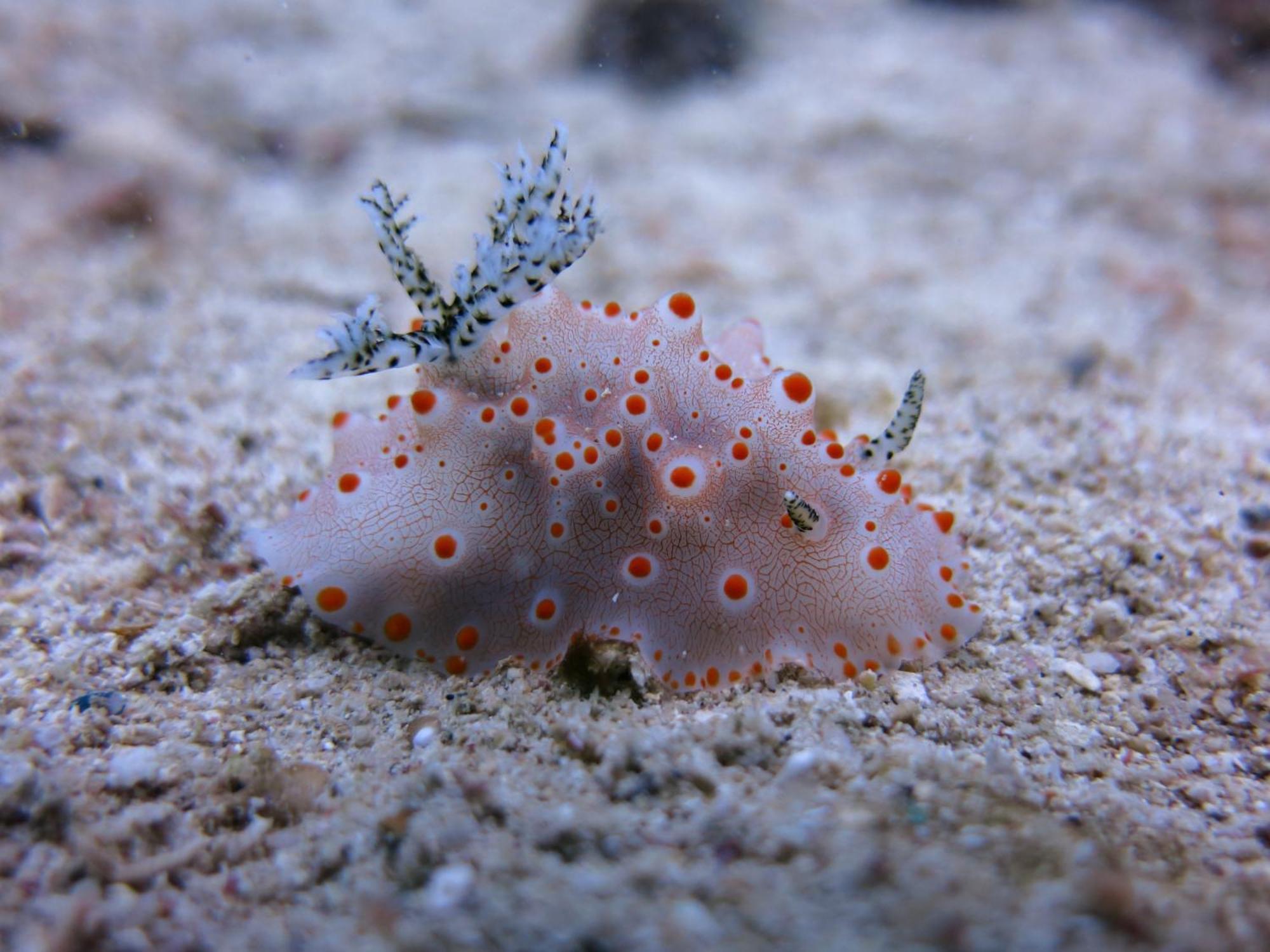 Badladz Beach&Dive Resort Puerto Galera Zewnętrze zdjęcie